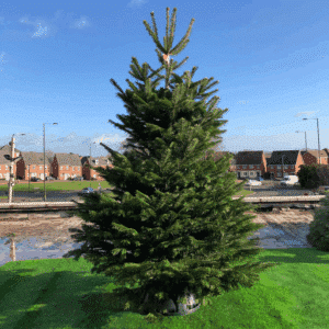 AP Fencing West Midlands Christmas Trees